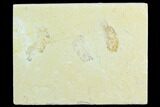 Two Cretaceous Fossil Shrimp - Lebanon #123890-1